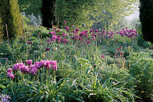 Beet mit Tulipa 'Blue Parrot' und Allium 'Purple Sensation'