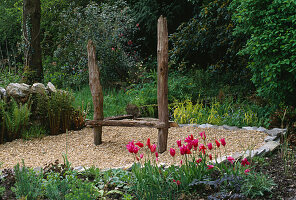 Designer: Clare MATTHEWS: THE WALLED Garden, Devon: Mariette TULIPS IN Front of WOODEN SEAT