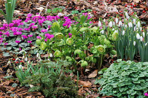 Frühlingsgarten mit Schneeglöckchen, Alpenveilchen und Helleborus x hybridus 'Greencups'