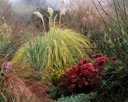 Nebliger Herbstmorgen, Beet mit Cortaderia selloana aureolineata und Sedum matrona