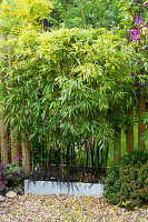 Zaun (Sichtschutz) aus Bambus in einem Ccntainer - Phyllostachys Nigra (AGM)