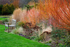 Einfassung mit farbigen Stängeln - Sedum, Cornus Winterflamme und Gräser