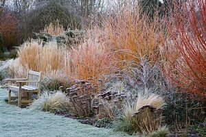 Winter: Frostige Einfassung aus Gräsern, Sedum, Cornus Winterflame und Rubus thibetanus