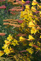 Pflanzenkombination aus Hemerocallis 'Corky' und Achillea