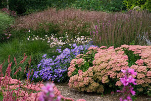 Neue Staudenrabatte mit Sedum 'Autumn Joy', Aster Frikartii 'Mönch', Anemone Tomentosa 'Robustissima', und Lythrum 'Fire Candle'