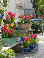 Tulipa 'Couleur Cardinal' (Tulpen), Primula elatior 'Inara Fire f1'