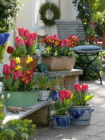 Tulipa 'Couleur Cardinal' (Tulpen), Primula elatior 'Inara Fire f1'