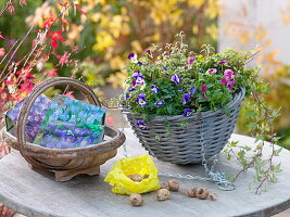 Planting spring in autumn (1/3)