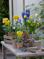 Primula elatior (Hohe Primeln), Narcissus 'Tete a Tete' (Narzissen)