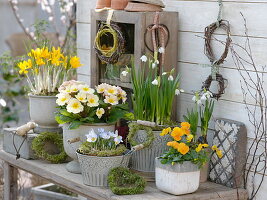 Primula (Primrose), Leucojum 'Gravetye Giant' (Marigold), Crocus