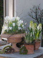 Tulipa (Tulpen), Viola cornuta (Hornveilchen), Hyacinthus (Hyazinthen)