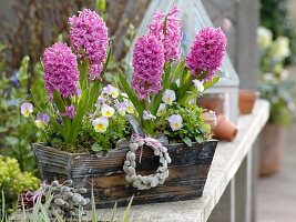 Hyacinthus 'Pink Pearl' (hyacinths), Viola cornuta Lavaliere 'White with Pink Wing' (lavaliere)