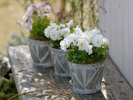 Viola cornuta (Horned violet) in chip planters