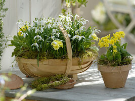 Galanthus nivalis (Snowdrop) and Primula veris