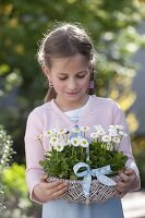 Girl carrying basket with bellis (daisy)