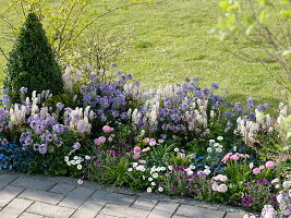 Fragrant spring bedding: Erysimum Poem 'Lavender' (Golden Violet), Tiarella