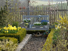 Baskets planted with Viola 'Etain', Bellis