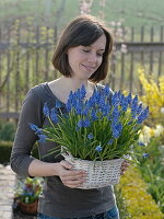 Frau hält Korb mit Muscari (Traubenhyazinthen)