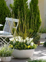 White-yellow planted bowl with dogwoods