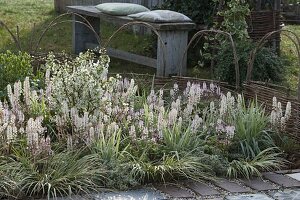 White spring bed with Tiarella 'Morning Star' (foam flower)