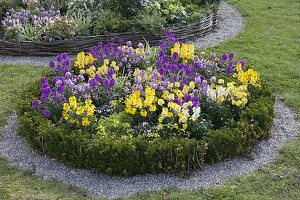 Round bed with Erysimum Rysi 'Moon', 'Star' (gold lacquer)