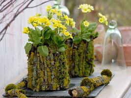 Tin cans wrapped in lichen-covered branches