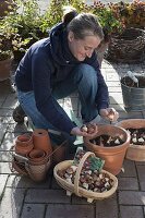 Planting tulips in tubs in autumn