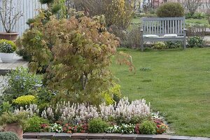 Planting a spring bed with fan maple and foam flower (3/3)