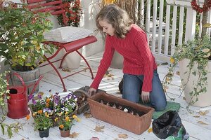 Mädchen pflanzt im Kasten mit Hornveilchen und Tulpenzwiebeln 1/4