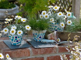 Mosaiktöpfe mit Leucanthemum hosmariense (Frühlingsmageriten)