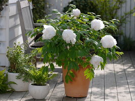 Paeonia suffruticosa 'Sahohime' syn 'Princess Saho' (shrub peony)