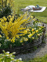 Forsythia (Goldglöckchen), Narcissus (Narzissen), Bellis (Tausendschön)