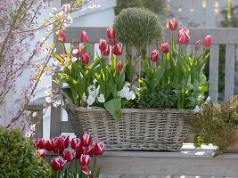 Spring flowers and herbs in a basket box