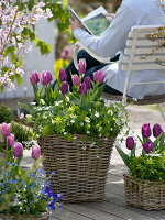 Tulipa 'Cum Laude' violett, 'Valentine' lila-weiß (Tulpen) und Galium