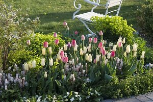 Tulipa 'White Imperator', 'Van Eijk' (Tulpen), Tiarella (Schaumblüte)