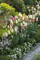 Tulipa 'White Imperator' , 'Van Eijk' (Tulpen), Tiarella (Schaumblüte)