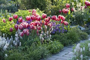 Tulipa 'Debutante' (Tulpen), Euphorbia (Wolfsmilch), Tiarella (Schaumblüte)