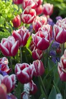 Tulipa 'Debutante' (Tulpen)
