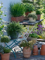 Rosemary stems and bush, lemon thyme