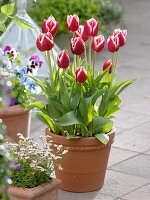 Planting tulips in tubs in autumn