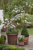 Malus 'Raika' (apple tree) underplanted with Viola sororia 'Freckels'.