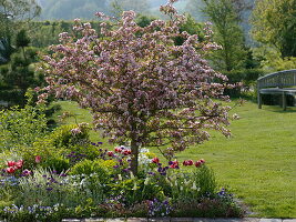 Malus sargentii 'Rosea' (ornamental apple), Tulipa (tulip), Erysimum