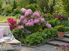 Rhododendron 'Scintillation' (Alpenrose), Rhododendron 'Georg Arends'