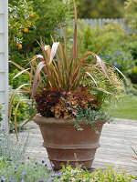 Phormium tenax 'Jester' (New Zealand flax), Heuchera 'Caramel' (New Zealand flax)