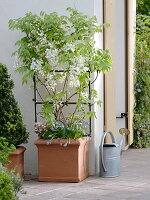 Wisteria floribundia 'Captan Fuji' (white wisteria)