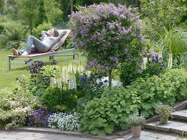 Syringa meyeri 'Palibin' (Zwerg-Flieder) Stamm, Lupinus polyphyllus 'Fräulein'