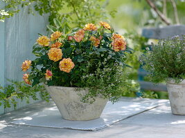 Rosa (potted roses) with thyme (Thymus) in a conical bowl