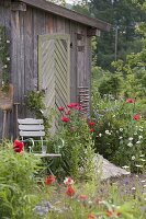 Stuhl am Gartengerätehaus mit blühendem Papaver somniferum