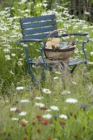 Blue chair in flower meadow with Leucanthemum vulgare