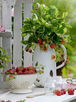 Frisch geerntete Erdbeeren und Erdbeerpflanzen im Topf